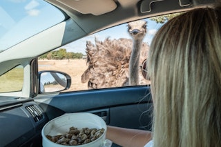 Woman feeding an ostrich from her car at Aggieland Safari in Bryan, Texas