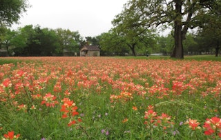 Wildflowers at Boonville Heritage Park in Bryan, TX